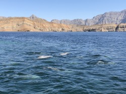 Musandam 